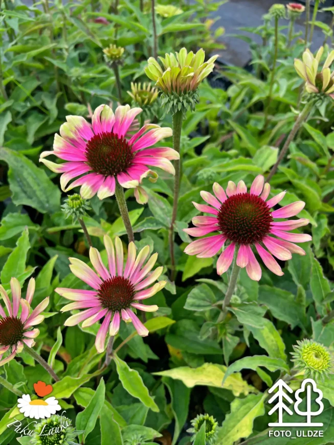 Echinacea purpurea   'Green Twister'